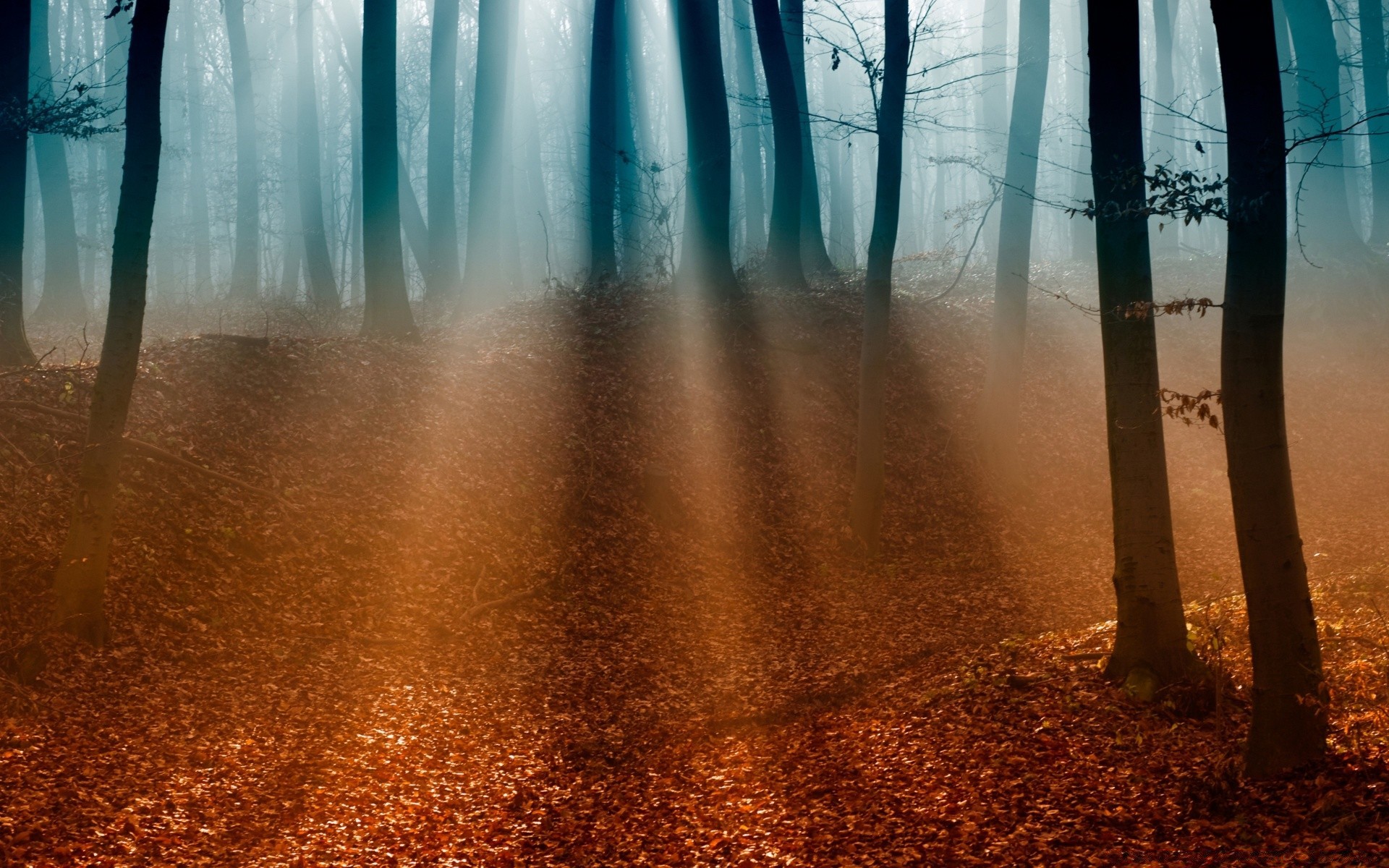 wald wasser natur holz reisen im freien landschaft dämmerung herbst nass gutes wetter licht unschärfe