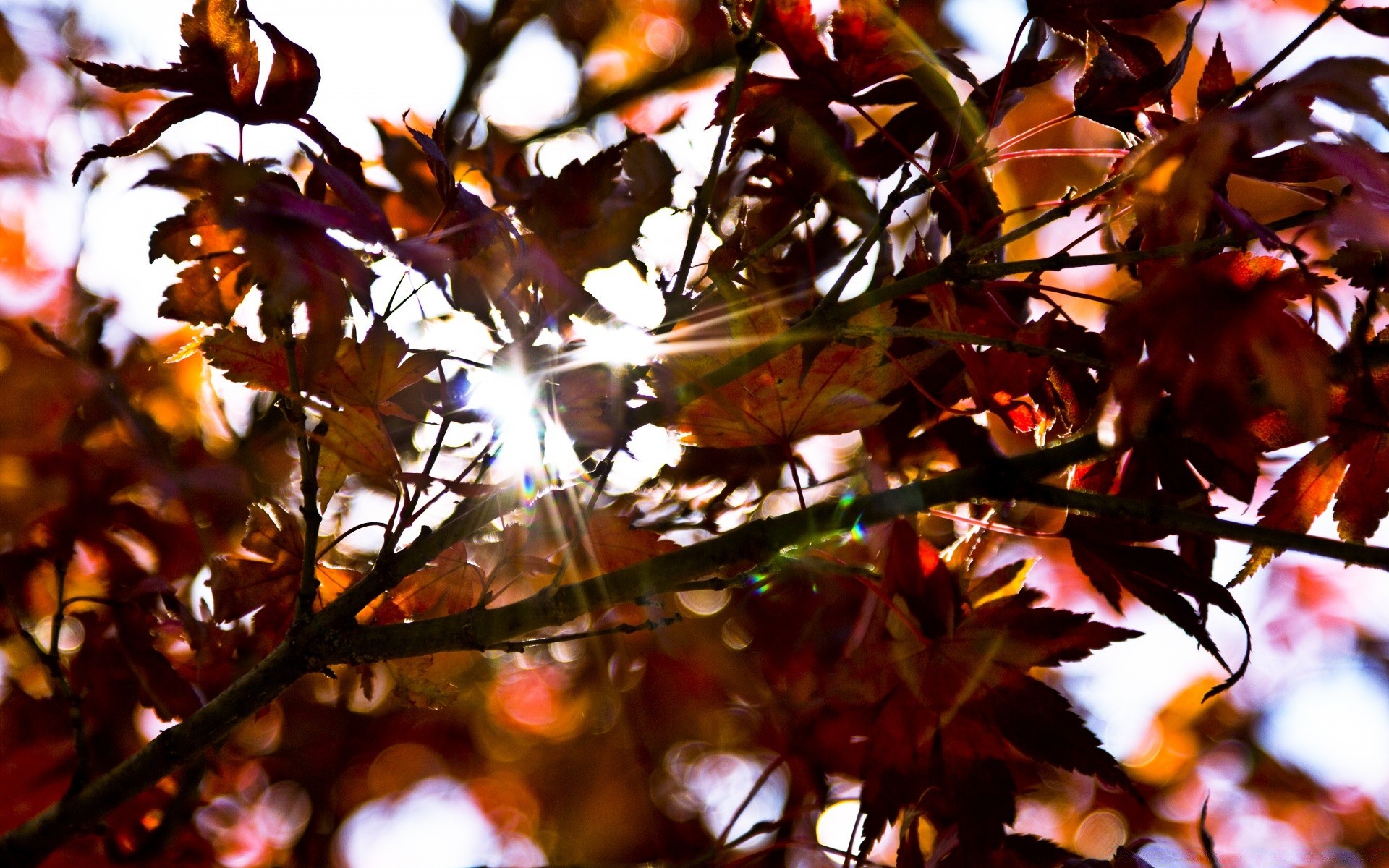 wald blatt herbst baum saison filiale natur hell farbe licht im freien park flora gutes wetter sonne gold ahorn desktop