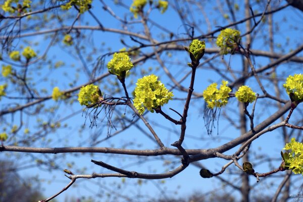 Bäume blühen im Frühling im Wald