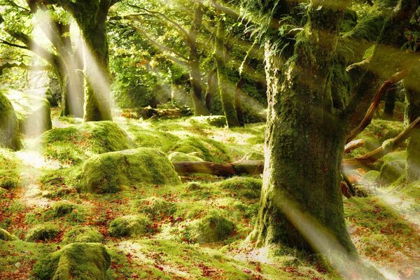 Sonnenstrahlen im grünen Wald