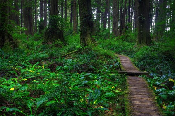 Sentier en bois boucle dans la forêt