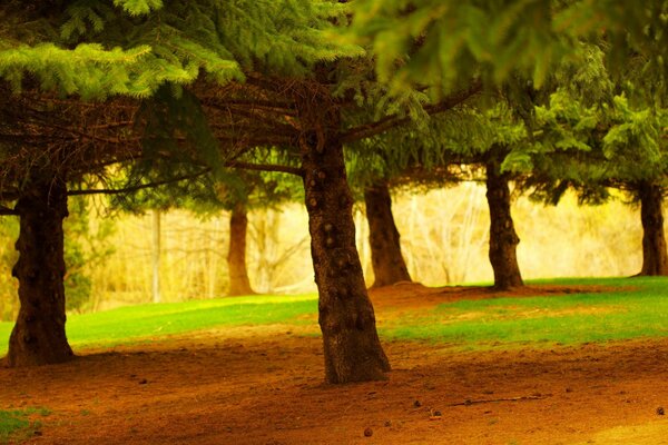 Coniferous trees with a dense crown. Bright sunny day