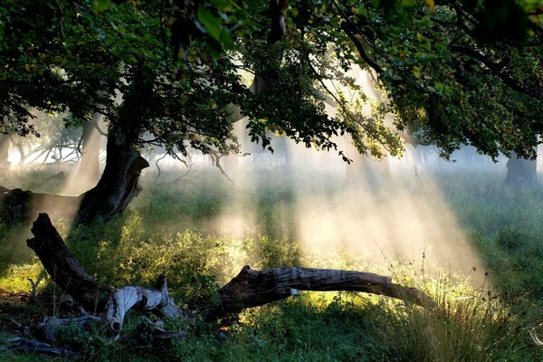 Beautiful rays of the sun falling on the ground