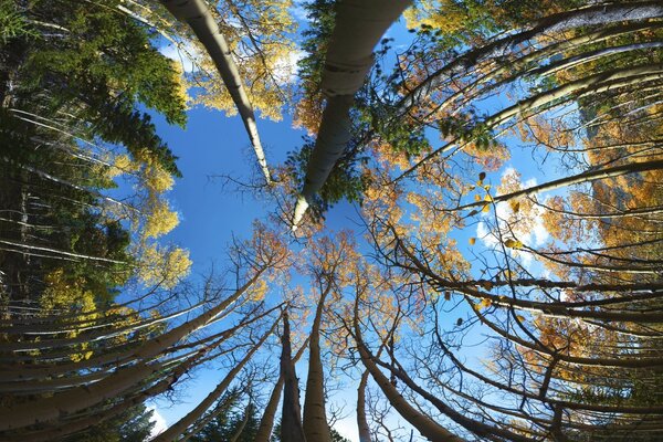 Imagens circulares do céu e das árvores