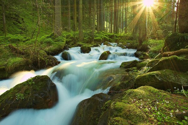 Потік води в лісовій річці