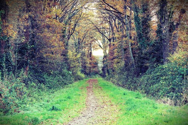 The path between the trees into the distance