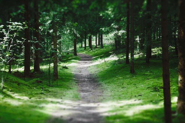 Bagliore del sole sul sentiero della foresta