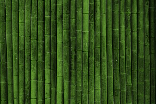 Бамбуковий зелений рівний паркан