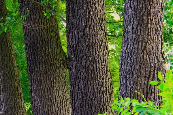 Bellissimi alberi nella foresta estiva