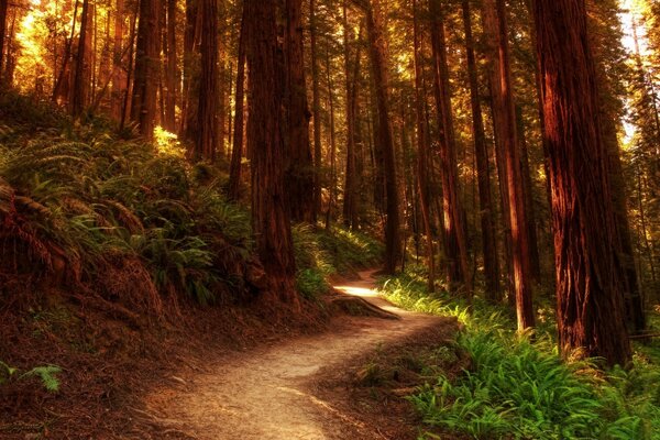 Camino a través de un hermoso bosque