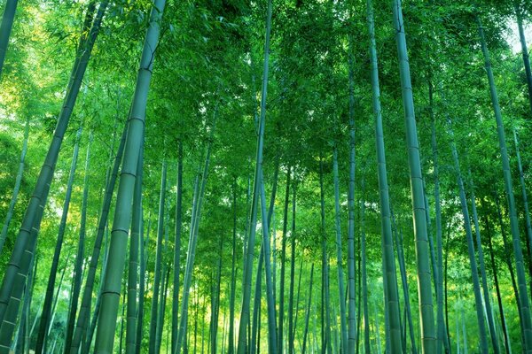 Ein Wald aus üppigen, hohen Bambus