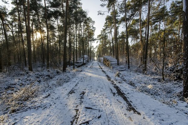 Strada per la raccolta del legno invernale