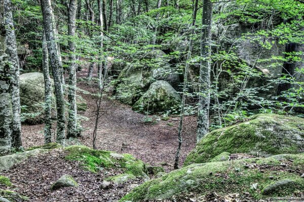 Floresta densa e úmida com abundância de musgo