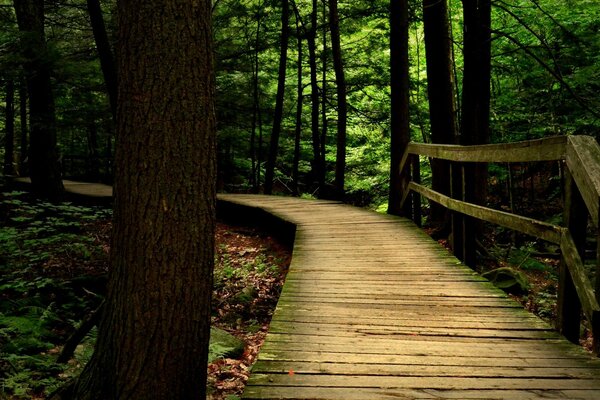 Wooden bridge over the forest