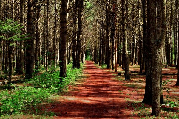 The road is long in a beautiful forest