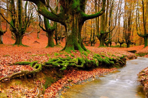 Naturaleza otoñal. La singularidad de los colores de la naturaleza