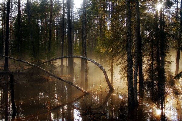 Natura misteriosa. Favolosa palude nella foresta