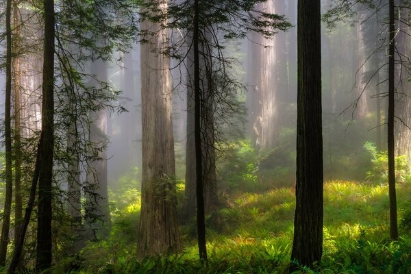 Forêt brumeuse criblée de rayons de soleil