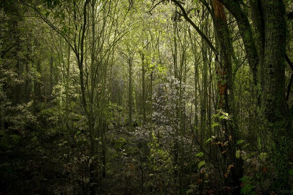 Das Reich des Holzes im Wald