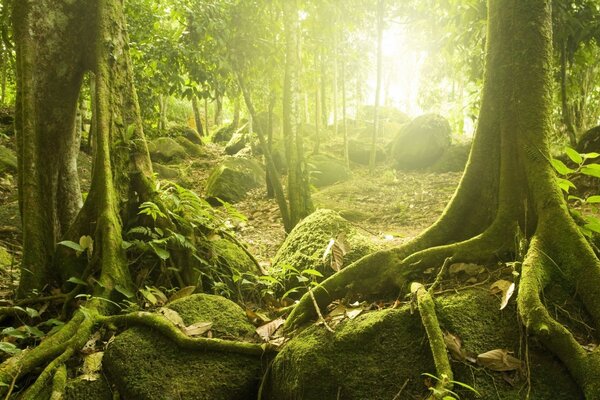 Rocas cubiertas de selva tropical