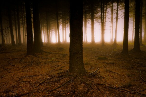 Contrasto nebbioso e inquietante della foresta