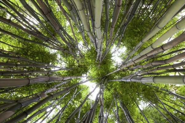 The sky through the crowns of trees