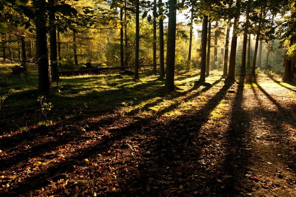 Forest, landscape and I am with her