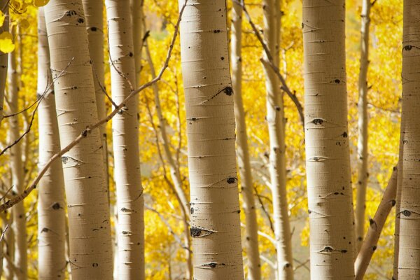 Golden birch forest in autumn