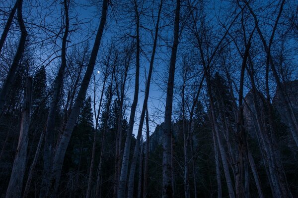 Hermosa naturaleza nocturna en el bosque