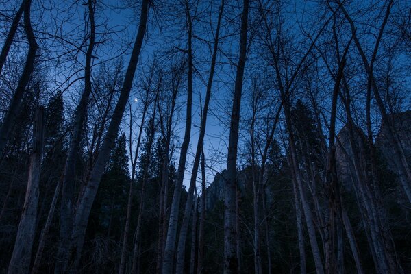 森林里美丽的夜晚大自然