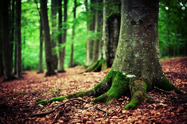 Racines de l arbre couvertes de feuillage