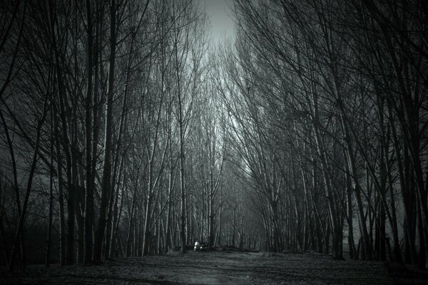 Forêt de nuit à la lumière de la lune