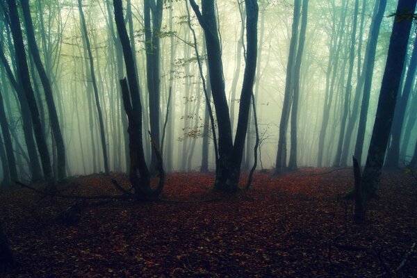 Bande de bois brumeux