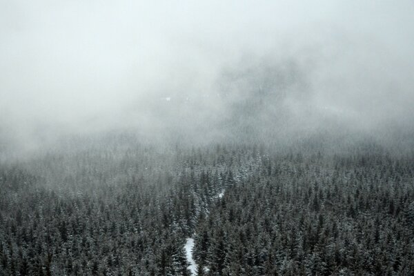 Thick fog over the beautiful lake