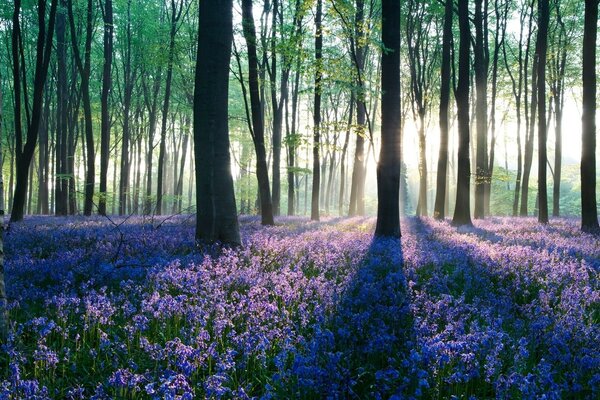 Le soleil à travers les arbres, sous les pieds tout est parsemé de fleurs