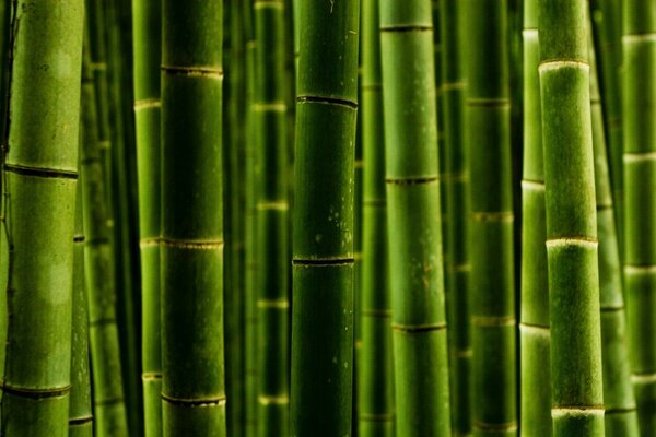 Bambu verde floresta paraíso