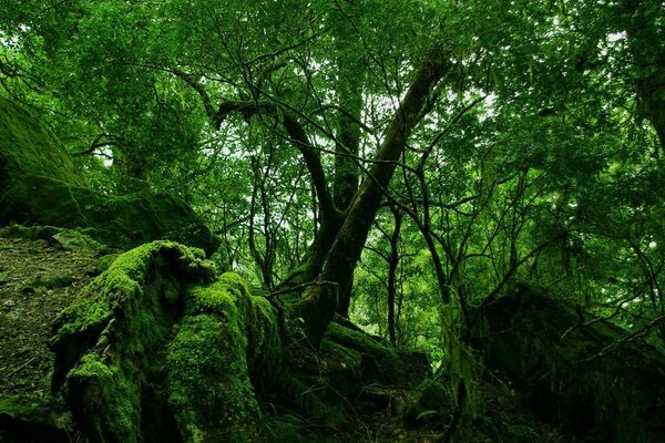 Green crowns, green moss