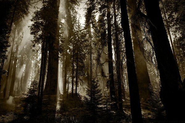 Bella nebbia nella foresta di conifere