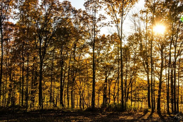 Sonne an der Spitze der Herbstbäume