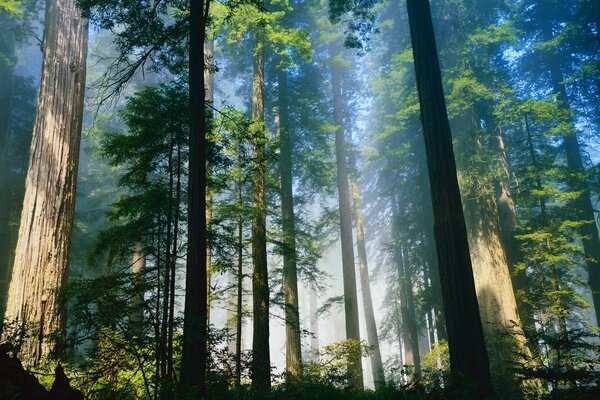 Der Wald in den Himmel. Schöne Landschaft im leichten Nebeldampf