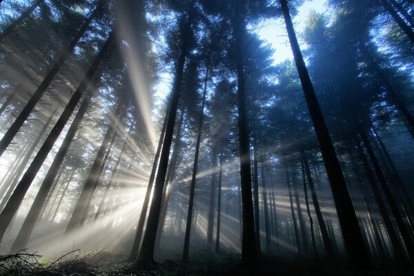 Die Sonnenstrahlen durchdringen den Wald