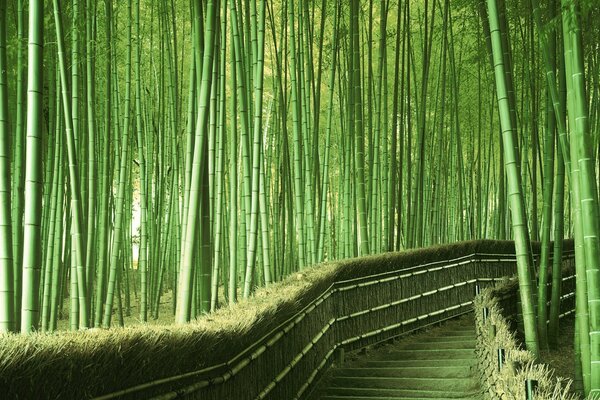 Estrada entre os lados da floresta de bambu