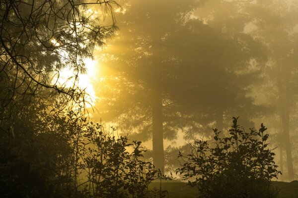 Nebeliger Herbstwald am Morgen