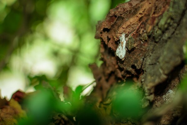 Textura leñosa contra el verde del bosque. Fondo abstracto, naturaleza