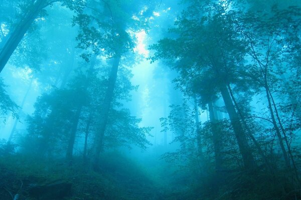 Foresta nebbiosa e fresca vista dal basso verso l alto