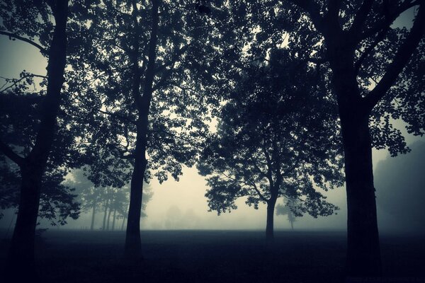 Forêt étrange, sombre et dense