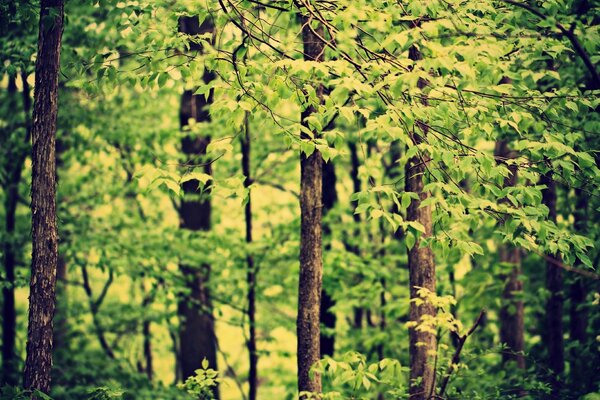 Paisaje natural de bosque verde