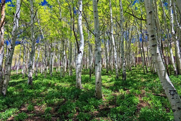 El bosque de abedul se vuelve blanco con troncos delgados, calienta el sol del cielo, vertiendo este hermoso paisaje. Aquí está, la naturaleza