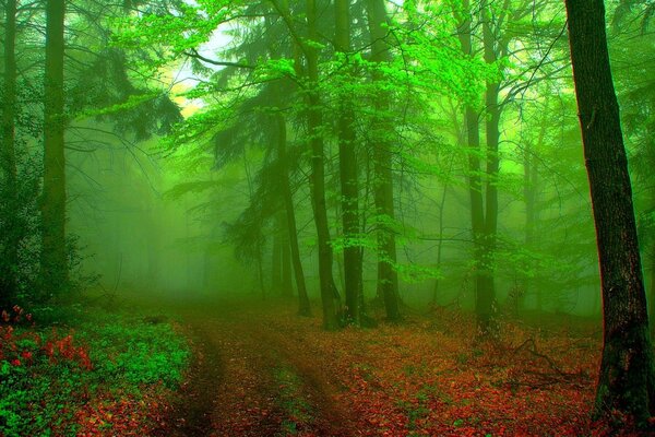 一个有毒的绿色森林与秋叶