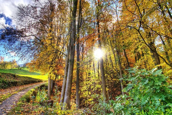 Regenbogenschönheit des Waldes im Herbst